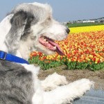 Tulips and dog copy
